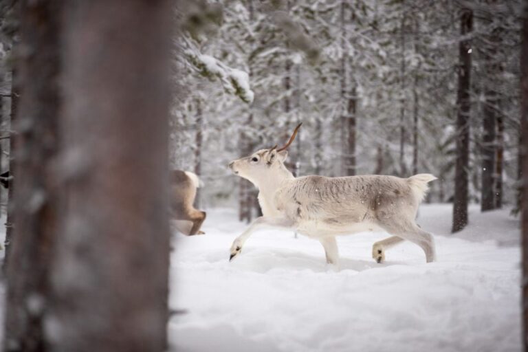 Levi: Traditional Reindeer Husbandry Experience Activity Details