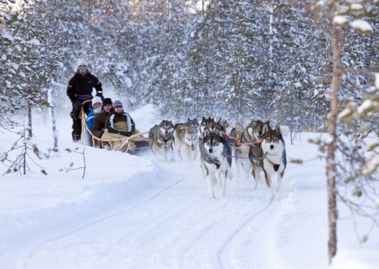 Levi: Winter Highlights Family Day With Snowmobile Safari Snowmobile Safari Adventure