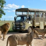 Lion & Safari Park Animal Encounters And Sightings