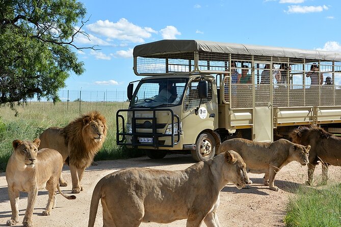 Lion & Safari Park Animal Encounters And Sightings