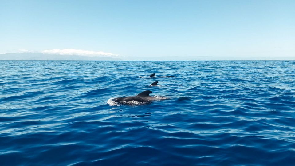 Los Gigantes: Whales and Dolphin Watching Cruise With Lunch - Tour Details