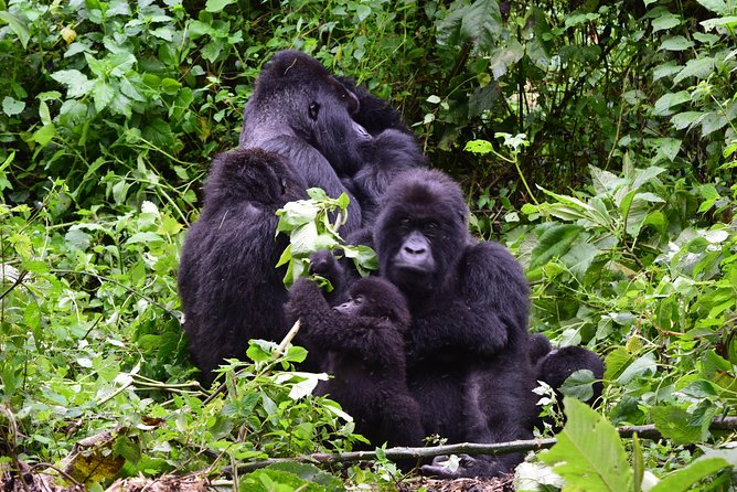 Lowland Gorilla Trekking In Kahuzi Biega National Park Overview And Location