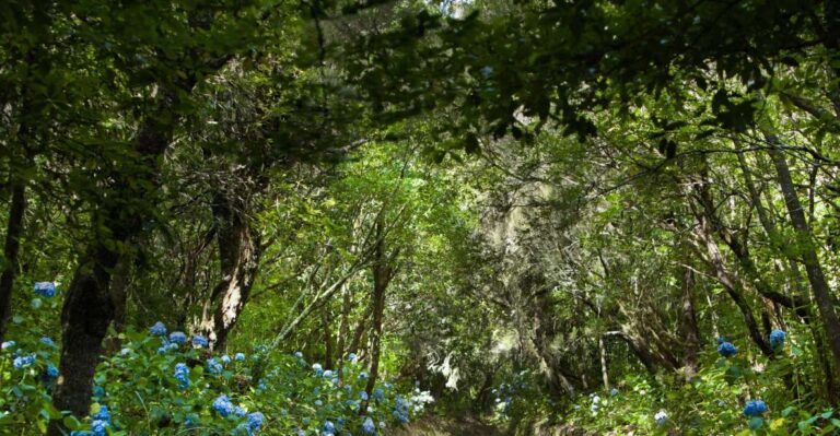 Madeira: Full Day Laurel Forest Guided Walking Tour Tour Overview And Details