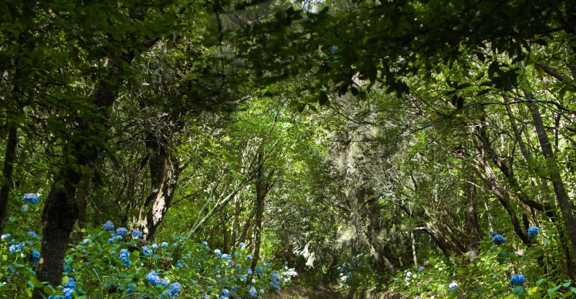 Madeira: Full-Day Laurel Forest Guided Walking Tour - Tour Overview and Details