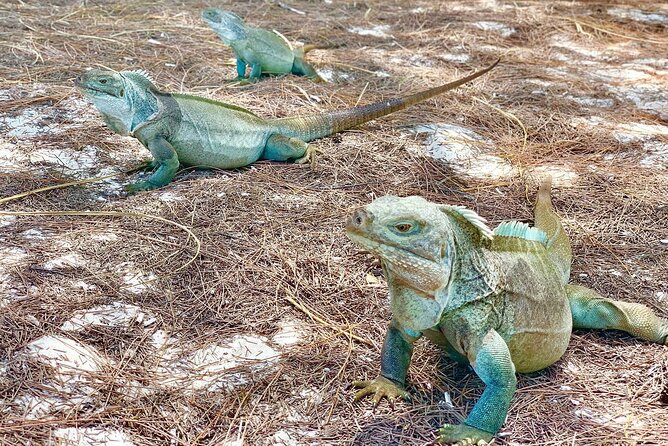 Mangrove & Iguana Clear Kayak Tour What To Expect