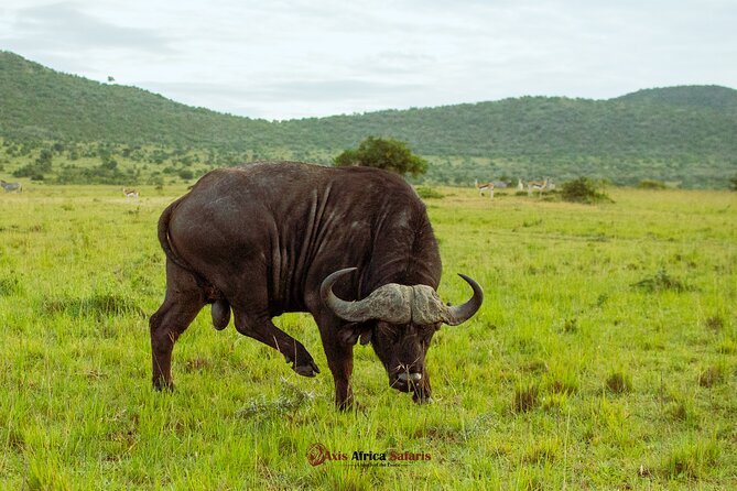 Masai Mara 3 Days Tour Safari Private 4WD Landcruiser - Tour Overview