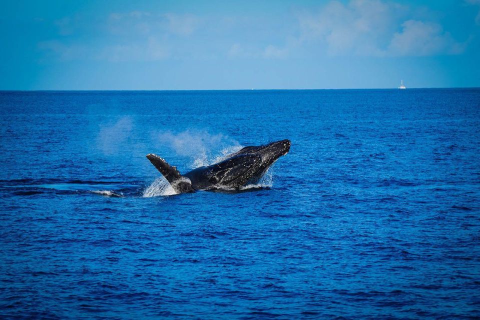 Maui: Alii Nui Whale Watch & Catamaran Sail