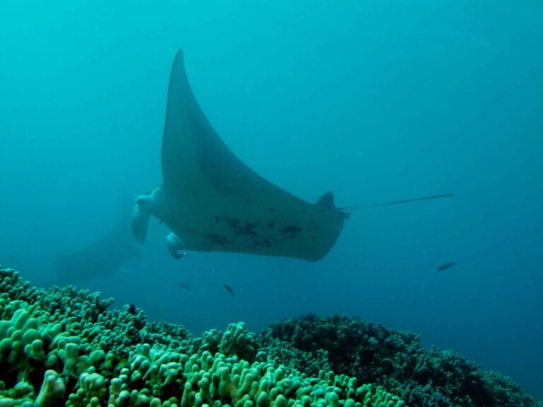 Maui: Eco Friendly Conservation Dive For Certified Divers Eco Dive Experience Highlights