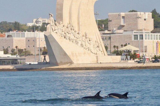 Meet The Lisbon Dolphins Dolphin Watching In Lisbon Overview Of The Tour