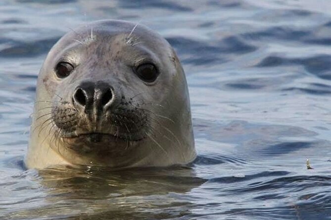 Meet The Seals Boat Tour Travel By Boat To A Secret Seal Cove Exploring The Secret Seal Cove