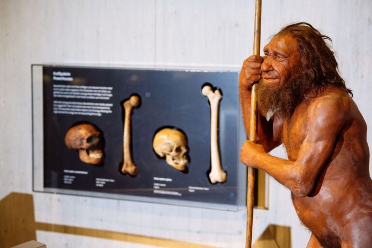 Mettmann: Neanderthal Museum Admission Ticket Ticket Information And Pricing