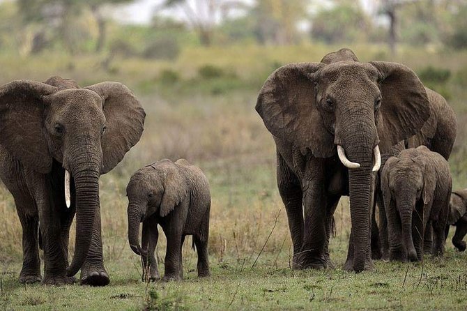 Mikumi National Park In A Day A Day Tour From Morogoro Overview Of Mikumi National Park