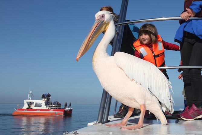 Mola Mola Marine Dolphin Cruise From the Walvis Bay Waterfront to Pelican Point - Overview of the Cruise