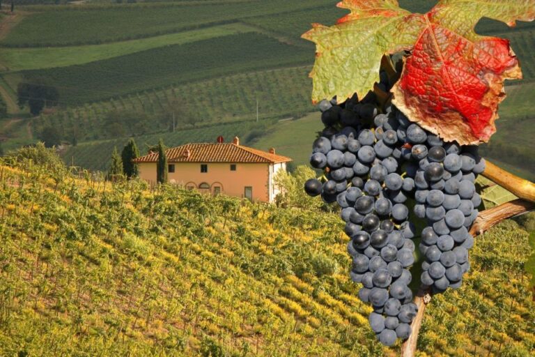 Montalcino Truffle And Wine Tasting Day Tour From Rome Explore Montalcinos Brunello Wine