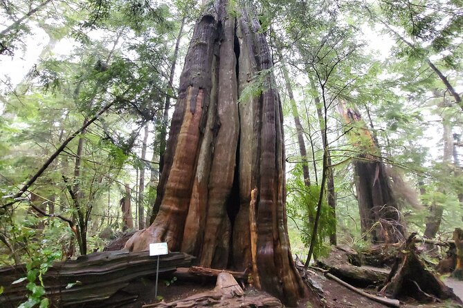 Nature Walks in Pacific - Overview of Vancouver Island