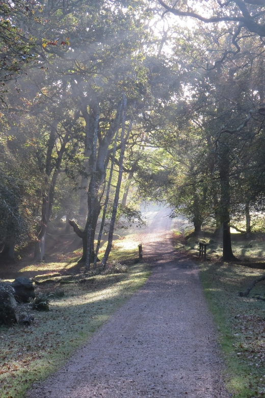 New Forest Discovery Walk (lyndhurst) Overview Of The New Forest