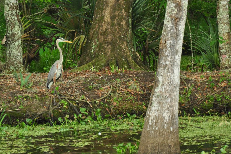 New Orleans: Destrehan Plantation & Airboat Combo Tour - Tour Overview