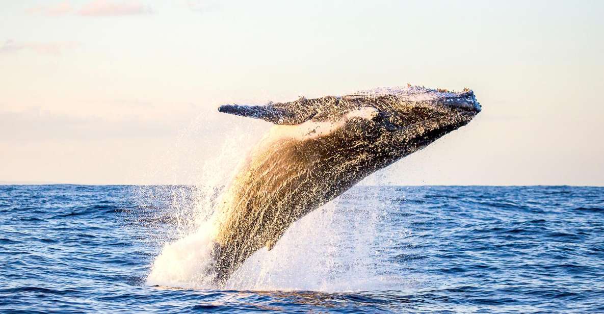 Oahu: Waikiki Eco-Friendly Morning Whale Watching Cruise - Overview and Pricing