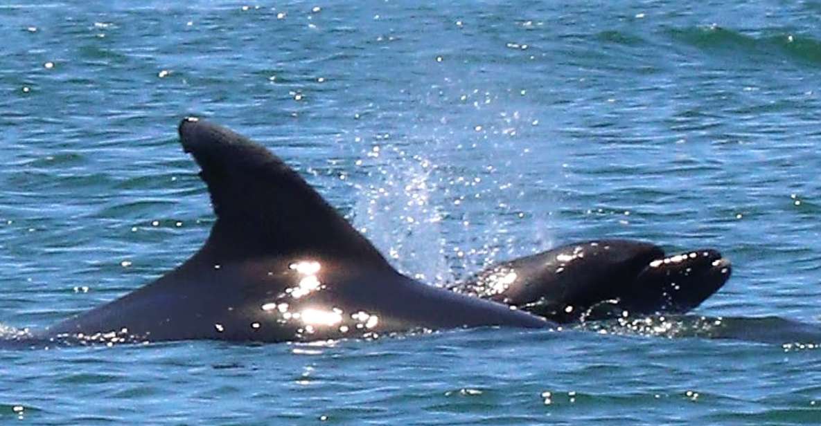 Olhão: Dolphin and Wildlife Watching Boat Tour - Tour Overview