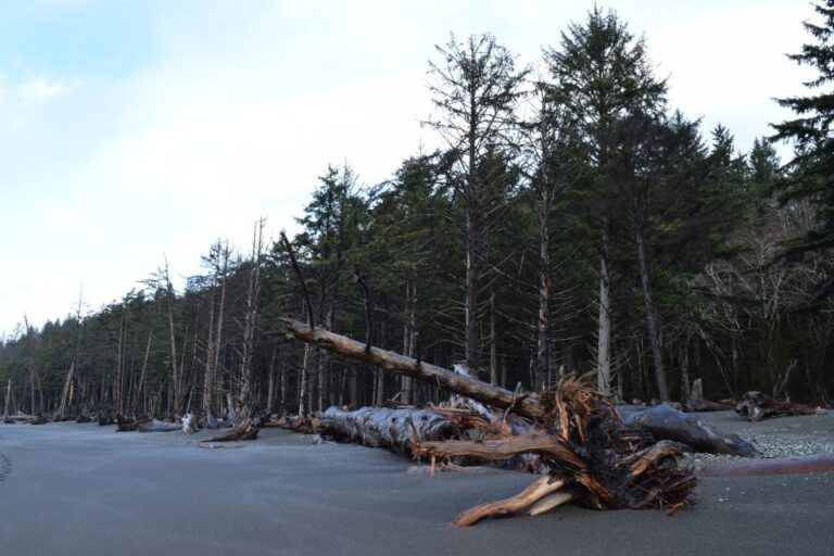 Olympic National Park: Hoh Rain Forest And Rialto Beach Tour Tour Overview