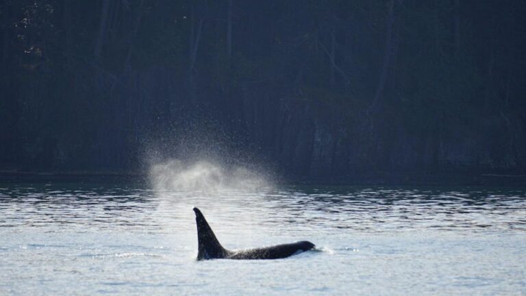 Orcas Island: Orca Whales Guaranteed Boat Tour
