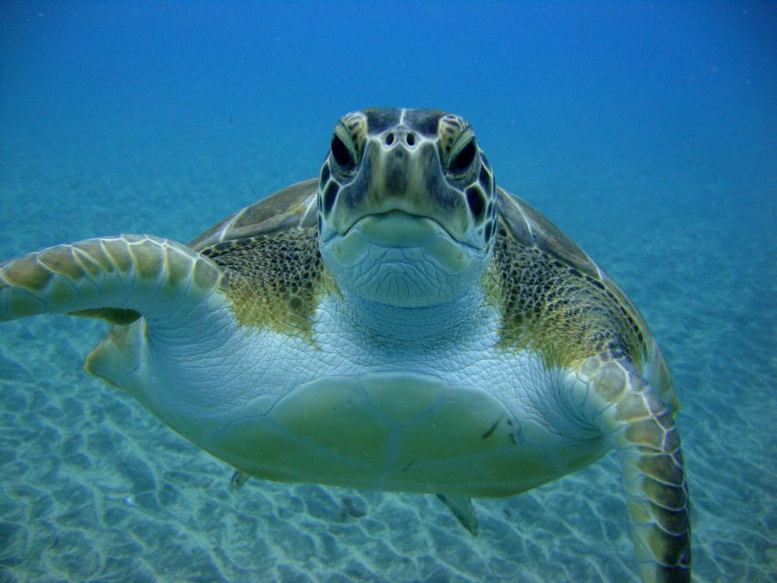 PADI OpenWaterDiving Course in Costa Adeje, Puerto Colon - Course Overview