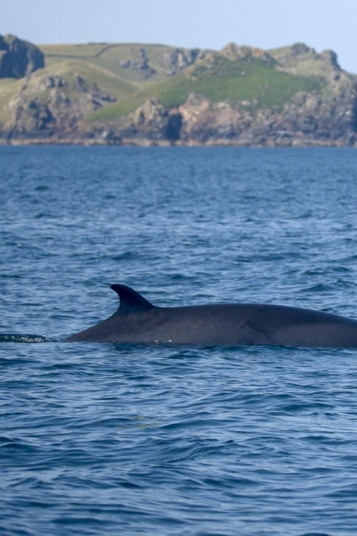 Padstow: Guided RIB Sealife Safari - Overview of the Activity