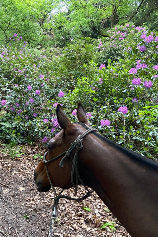 Paris: Aumont En Halatte Horseback Riding Tour Tour Overview