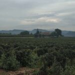 Penedes: Private Wine And Cava Tasting Tour Overview Of The Tour