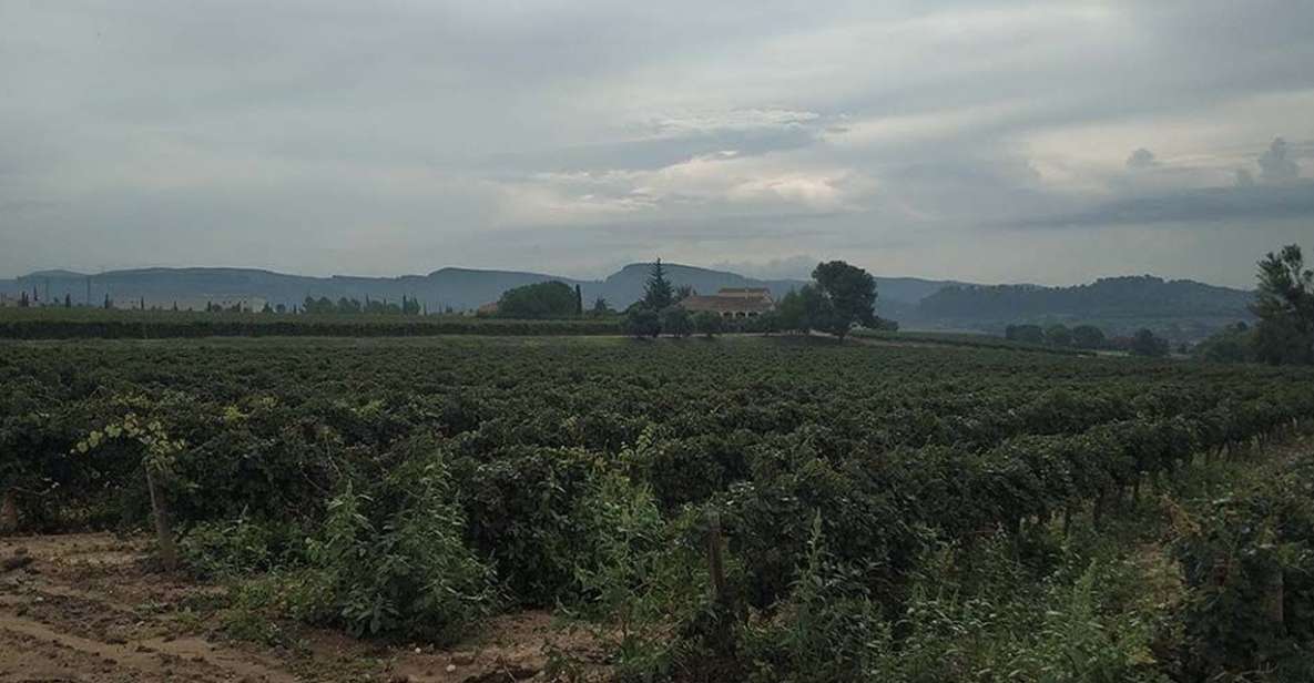 Penedes: Private Wine and Cava Tasting Tour - Overview of the Tour