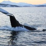 Polar Whale Safari From Tromsø Tour Overview
