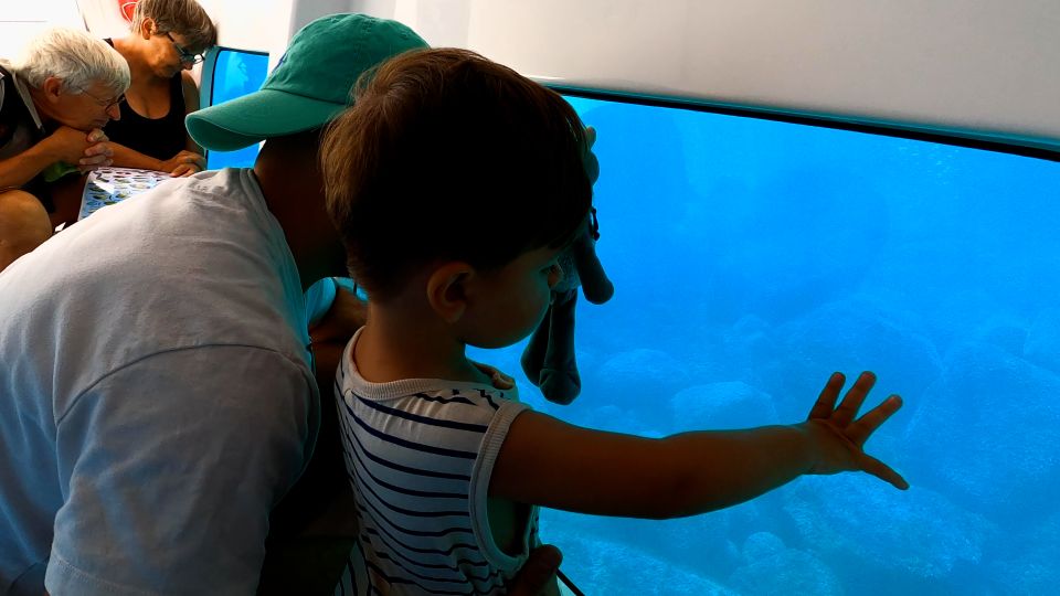 Porto: Discovery of the Marine Fauna and Flora/Bay of Porto - Exploration of Porto Bay