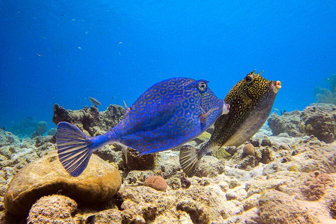 Private 2 Tank Guided Experience In Curaçao For Certified Divers Experience Overview