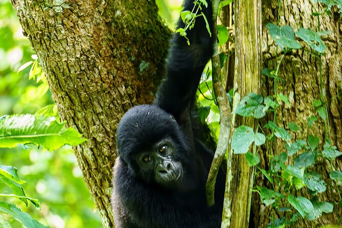 Private 3 Day Gorilla Trekking Safari in Uganda - Rare Gorilla Sighting Opportunity