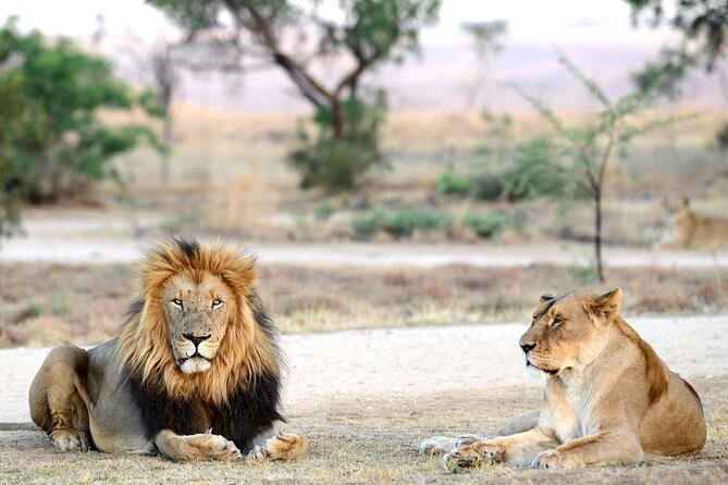 Private 5 Hour Lion Park Tour From Johannesburg Or Pretoria Inclusions