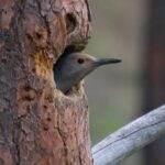 Private Birdwatching Activity In Penticton Inclusions