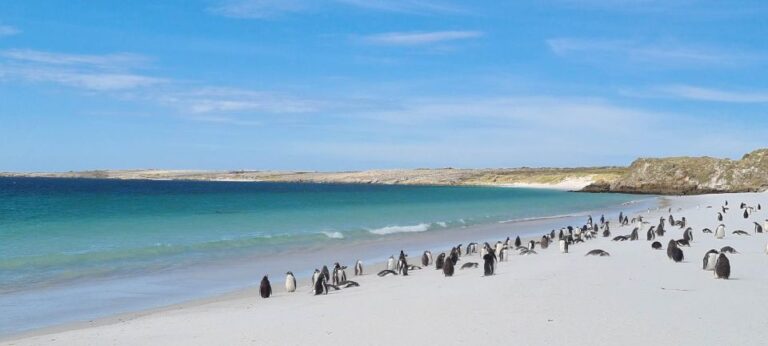 Private Coastal Gems Tour: Penguins, Scenery & Stanley Tour Overview