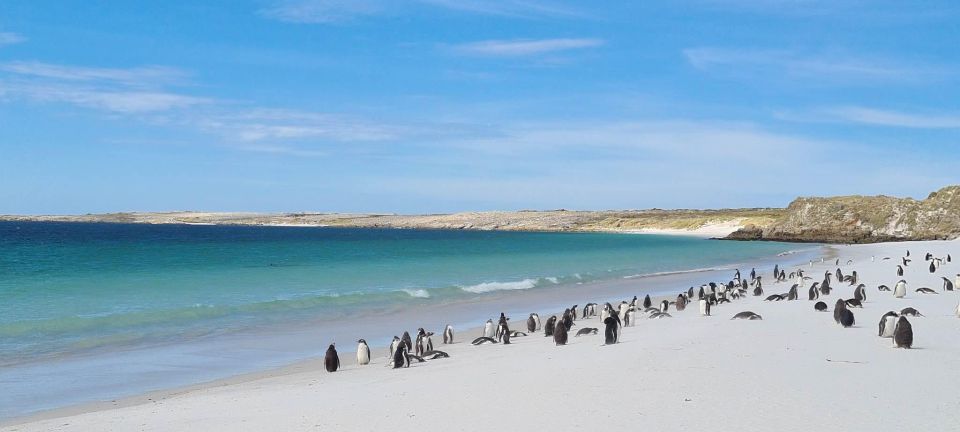 Private Coastal Gems Tour: Penguins, Scenery & Stanley - Tour Overview