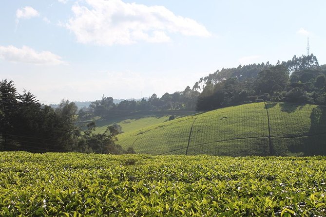 Private Day Trip To Kiambethu Tea Farm In Limuru From Nairobi Overview Of The Tour