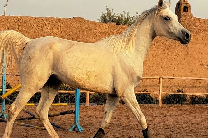 Private Horseback Ride In The Palmeraie Of Marrakech Experience Overview