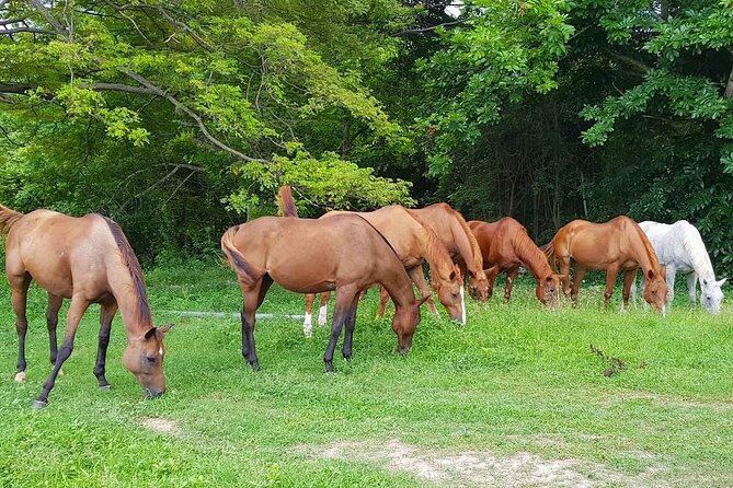 Private Horseback Riding, Swimming And Dunns River Falls Tour Pricing And Booking