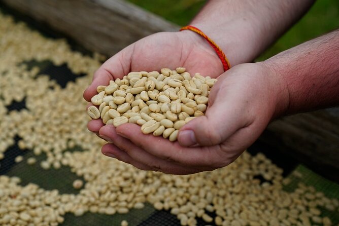 Private Meru Coffee Tour in Nkoaranga - Overview of the Meru Coffee Tour