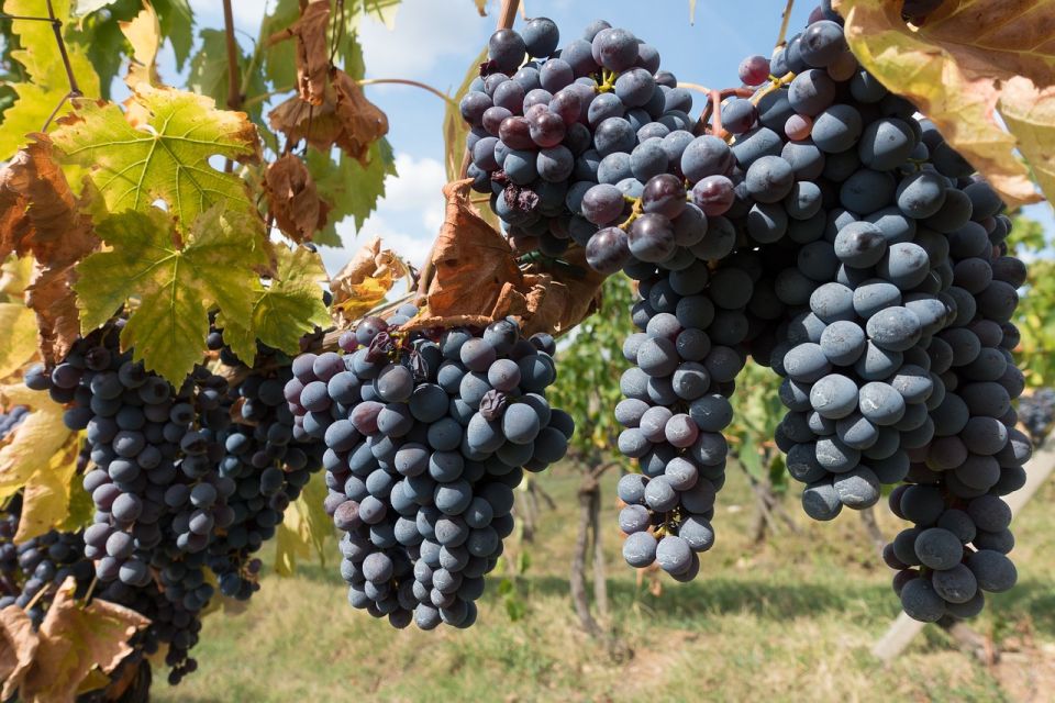 Private Wine Tours VIP Wines & Wineries of Chianti Classico - Premium Wines From Top Wineries