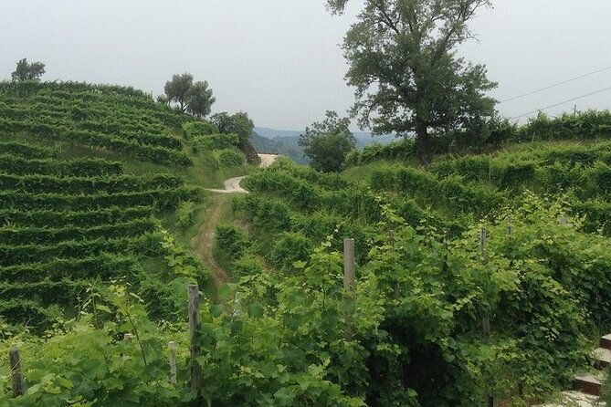 Prosecco Wine Tour. Half Day. From Venice Overview