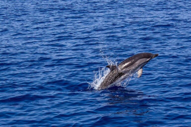 Pula: Dolphin Watching Sunset Cruise With Dinner & Drinks Activity Overview