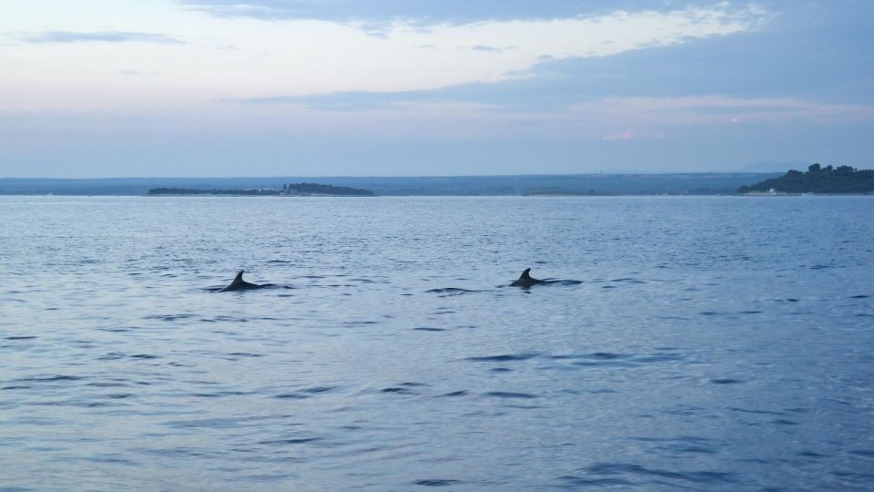 Pula:FANTASTIC DOLPHIN SUNSET TOUR,DINNER & DRINKS( BRIJUNI) - Tour Overview