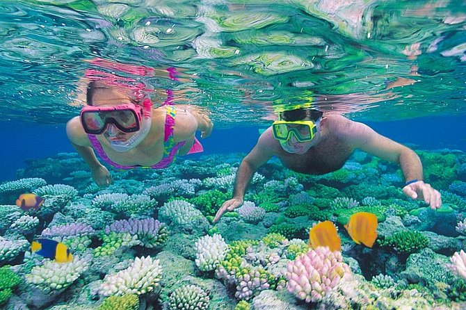 Red Sea Snorkeling From Hurghada Underwater Marine Life