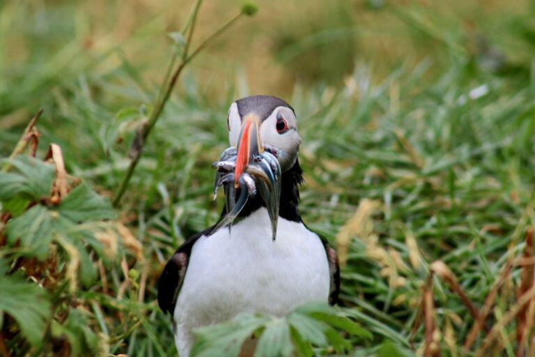 Reykjavik: 1 Hour Puffin Watching Tour Overview Of The Tour