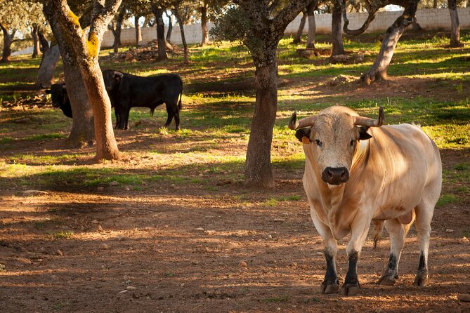 Ronda Nature Reserve Guided Tour - Overview of the Reserve