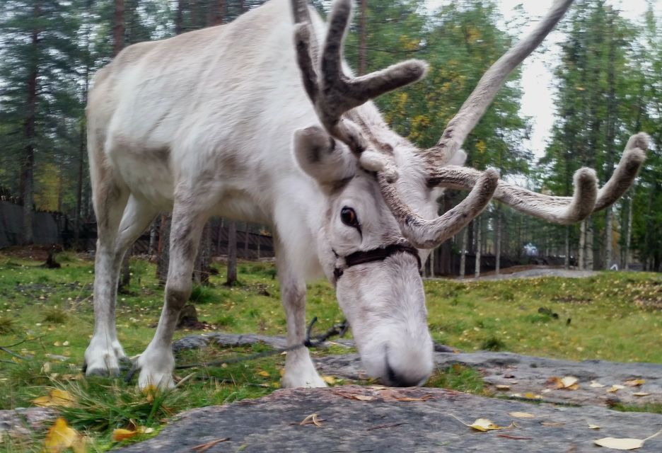 Rovaniemi: Authentic Reindeer Farm & Canoeing - Tour Overview